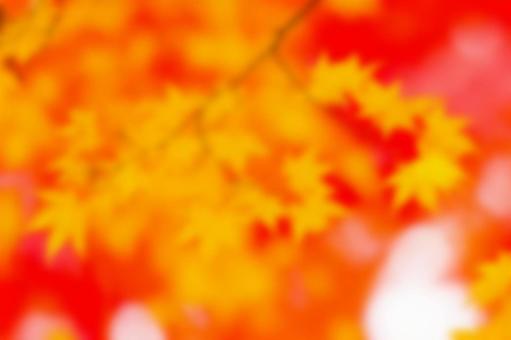 紅葉の背景 紅葉の背景の写真