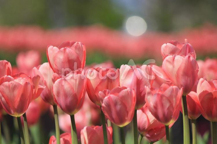 ピンクのチューリップの風景　２ チューリップ,ピンク,桃色の写真素材