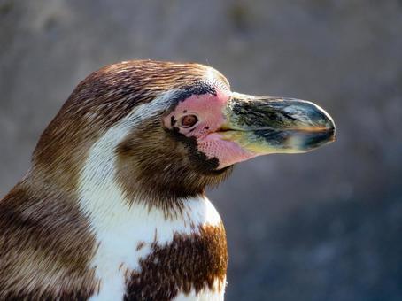フンボルトペンギンの横顔のアップ フンボルトペンギンの横顔のアップ フンボルトペンギン,鳥類,動物の写真素材