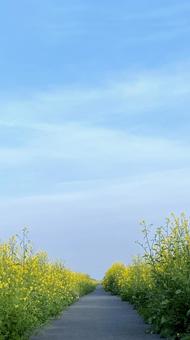 菜の花の道の写真