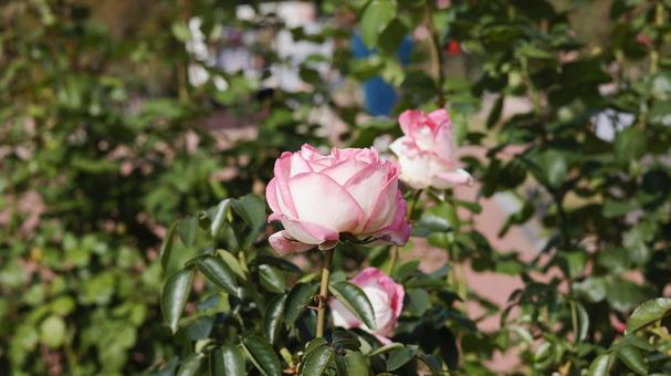 【花の写真】ばらの花 rose,植物,園芸の写真素材