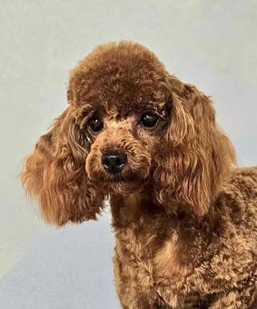犬①1/30 犬①1/30の写真