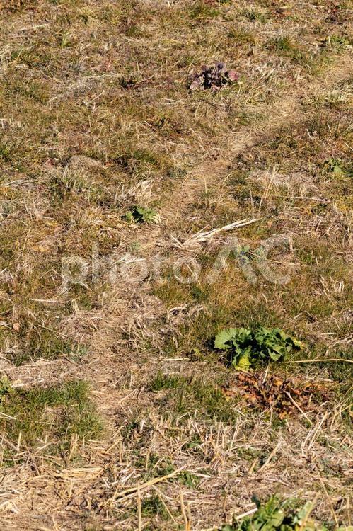 森の中に行き来する獣によって出来た道 自然,獣,森の写真素材