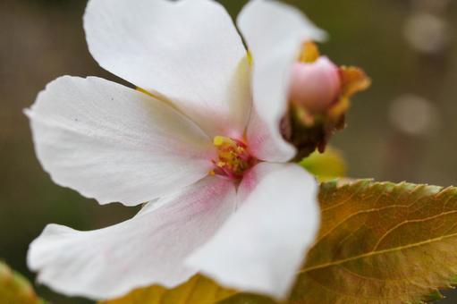 季節外れの秋に咲く桜 季節外れの秋に咲く桜の写真