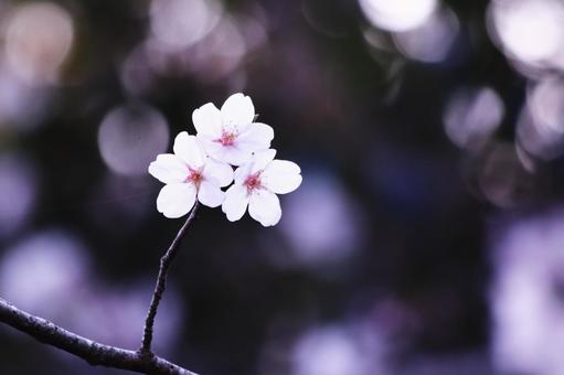 黒バックに浮かび上がる並んだ桜の花 桜,春,花の写真素材