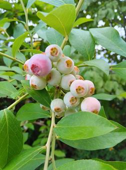 Photo, blueberry, fruit, fruit trees, 
