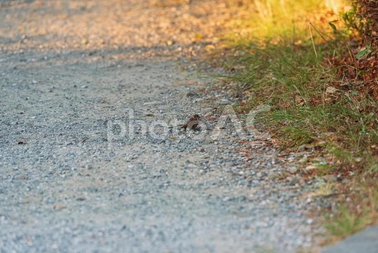 遊歩道でエサを探すスズメ スズメ,野鳥,鳥の写真素材