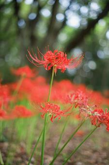 彼岸花の写真