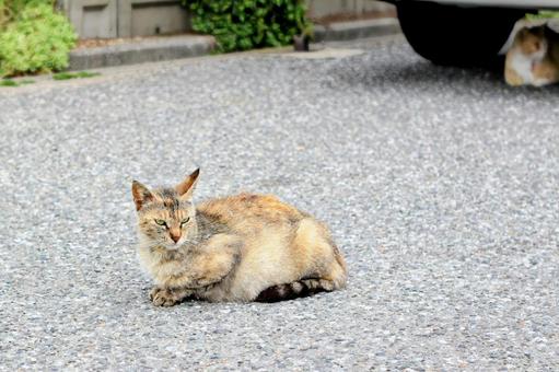 猫 猫の写真