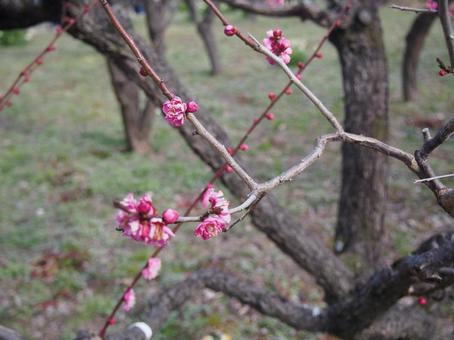 梅の花の写真