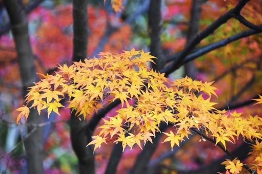 紅葉 紅葉の写真