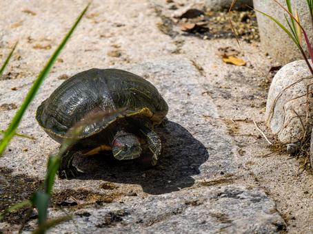 水辺のアカミミガメ 水辺のアカミミガメ アカミミガメ,ミドリガメ,カメの写真素材