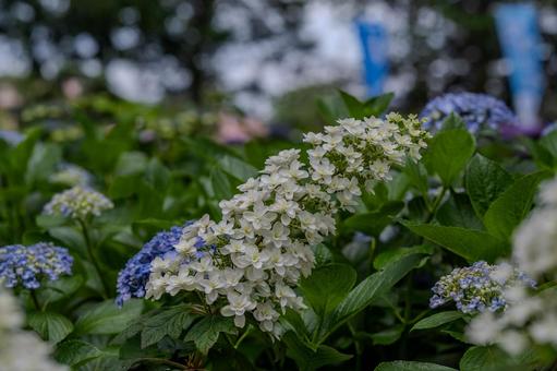 指扇アジサイまつり2025年 指扇アジサイまつり2025年 アジサイ,紫陽花,花の写真素材