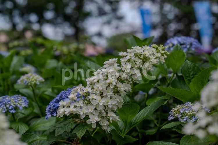 指扇アジサイまつり2025年 アジサイ,紫陽花,花の写真素材