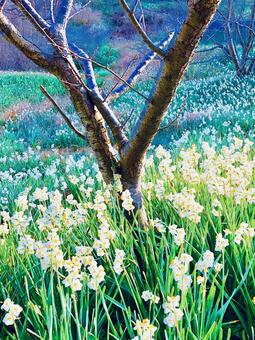 木の下の水仙 木の下の水仙の写真