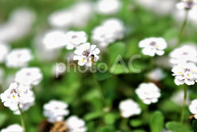 ヒメイワダレソウのミナミヒメヒラタアブ2 ヒメイワダレソウ,ミナミヒメヒラタアブ,ハナアブの写真素材