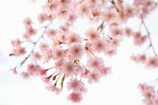 桜 桜の写真