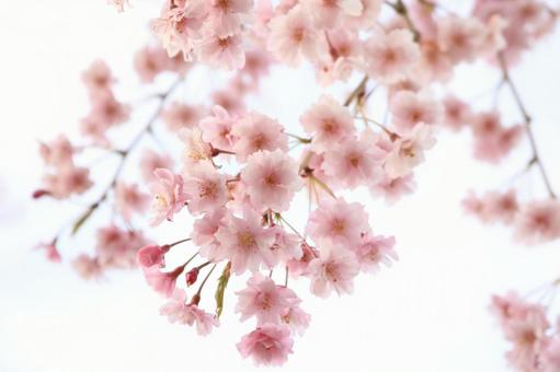 Photo, cherry blossoms, spring, flower, 