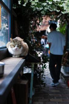 Cat's Nest, JPG Cat's Nest, JPG