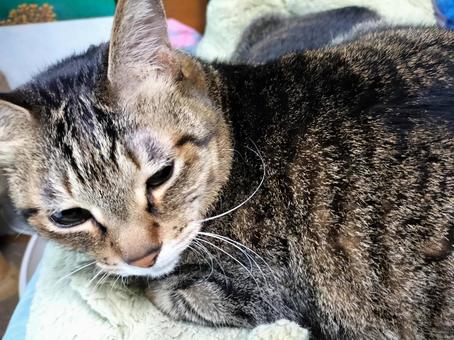 朝のキジトラ 猫,キジトラ,保護猫の写真素材