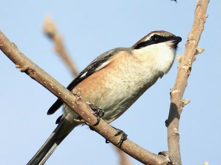 枝につかまるモズ 鳥,野鳥,モズの写真素材