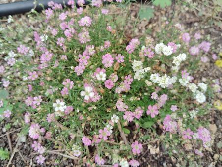 かすみ草 かすみ草 花,小花,かわいいの写真素材