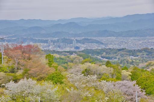 桜と街並み 桜と街並みの写真