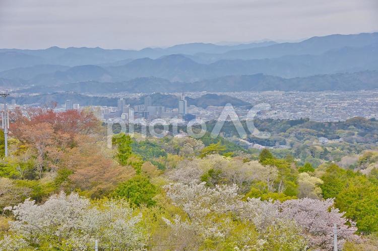 桜と街並み さくら,イメージ,背景の写真素材