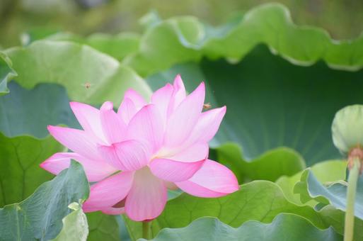 蓮の花とハチ 蓮の花,ハチ,はすの写真素材
