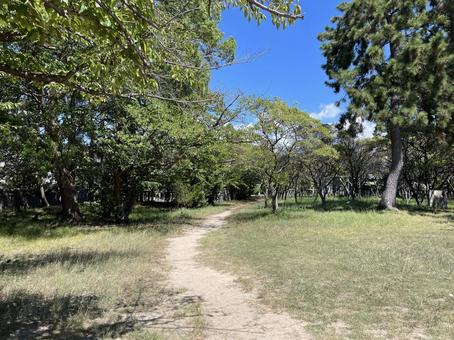 公園の散歩道 公園の散歩道の写真