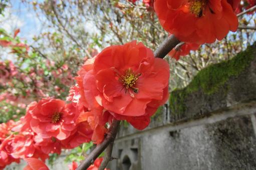 民家の庭先に咲いた木瓜(ぼけ)の花 民家の庭先に咲いた木瓜(ぼけ)の花 木瓜,ぼけ,花の写真素材