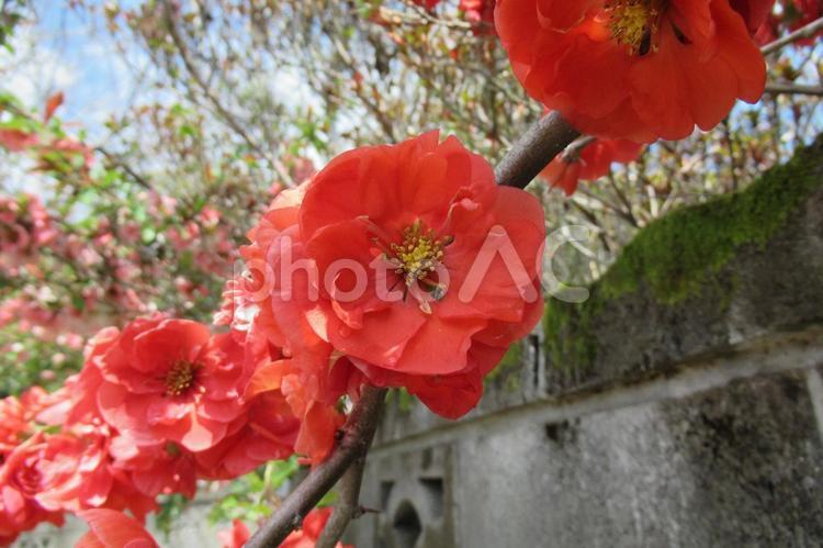 民家の庭先に咲いた木瓜（ぼけ）の花 木瓜,ぼけ,花の写真素材