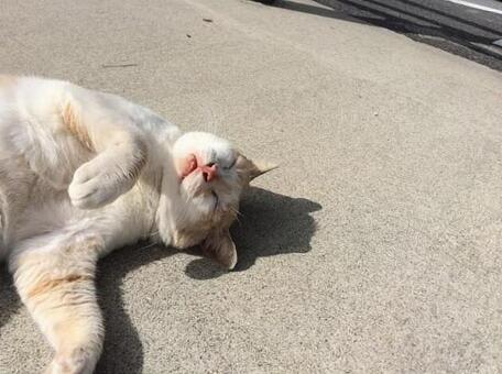 野良猫 野良猫の写真