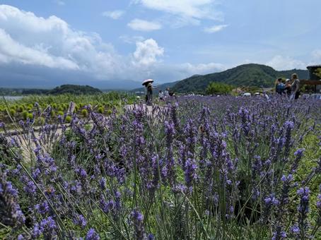 大石公園　ラベンダー 富士山,山梨県,夏の写真素材