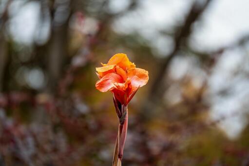 冬の日差しを浴びて輝く満開のバラ ロマンス,花,繊細の写真素材