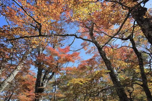 大台ヶ原　秋 大台ヶ原,秋,紅葉の写真素材