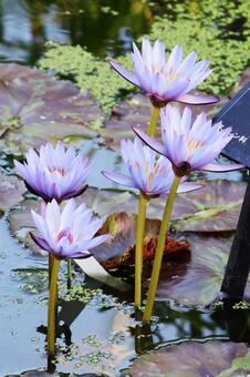 ニンファエア６（咲くやこの花館） ニンファエア,花,スイレンの写真素材