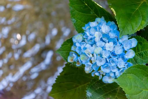 水辺に咲く青い紫陽花 水辺に咲く青い紫陽花 紫陽花,花,花びらの写真素材