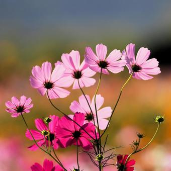 Cosmos, JPG