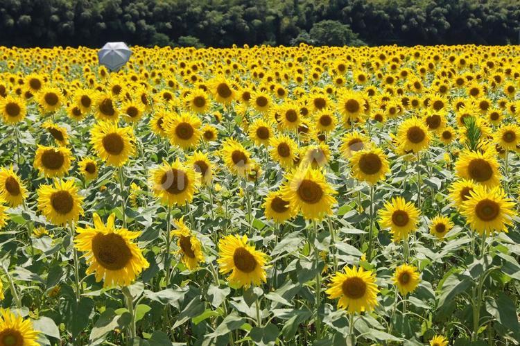 一面に広がるヒマワリ畑と、日傘の女性 ひまわり,夏,花の写真素材