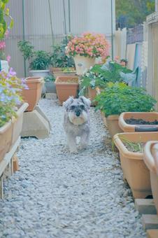 ミニチュアシュナウザー シュナウザー,ミニシュナ,犬の写真素材