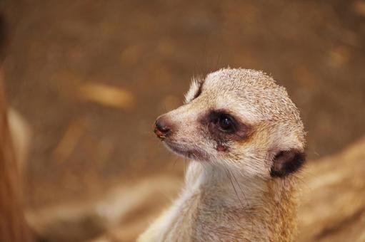 ミーアキャット ミーアキャット,目線,1匹の写真素材