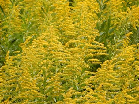 【花の写真】セイタカアワダチソウ セイタカアワダチソウ,背高泡立草,黄色の写真素材