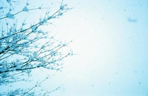 雪の華（フィルム写真） 枯れ枝,雪の華,雪の写真素材