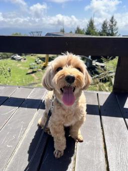 マルプー　けんけん 犬,かわいい,マルプーの写真素材