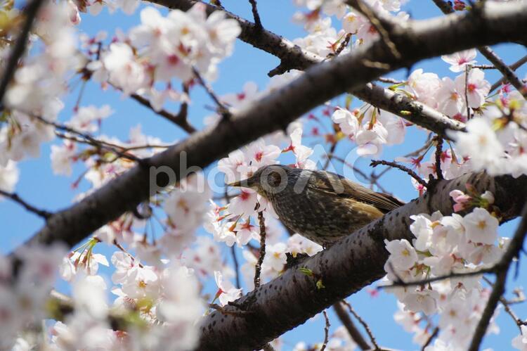 桜の木に集るヒヨドリ ヒヨドリ,桜,花の写真素材