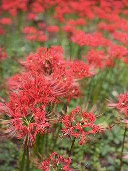 曼珠沙華 曼珠沙華の写真
