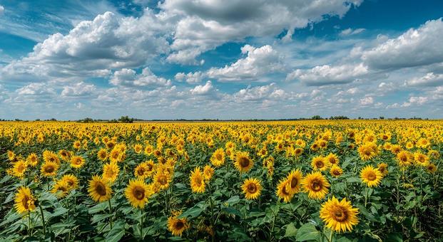 雲が浮かぶ青空とひまわりのコントラスト 雲が浮かぶ青空とひまわりのコントラストの写真