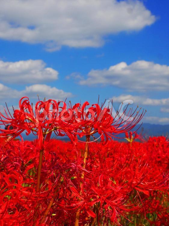 秋晴れの空と満開の彼岸花・縦 彼岸花,ヒガンバナ,秋の写真素材