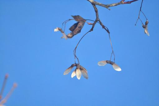 モミジの種子 種子,モミジ,羽の写真素材